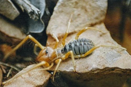 Réf. 270 136 : Galeodes sp.
